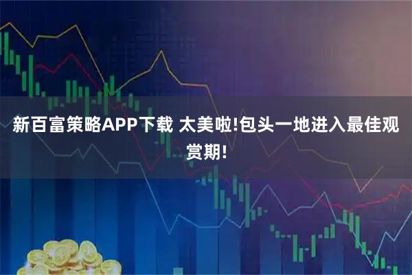 新百富策略APP下载 太美啦!包头一地进入最佳观赏期!